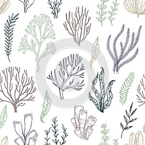 Hand drawn vector seamless patterns. Seaweed. Background with he