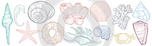 Hand drawn vector seashells photo