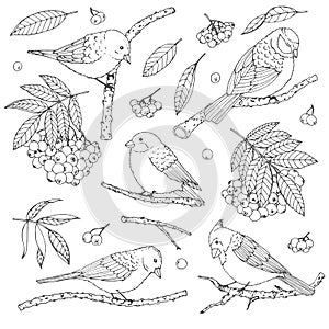 Hand drawn vector set of birds, branches, leaves and rowanberry contours isolated on white background