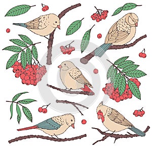 Hand drawn vector set of birds, branches, leaves and rowanberry in pastel colors isolated on white background.