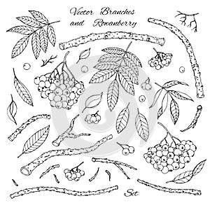 Hand drawn vector set of branches, leaves and rowanberry outline photo