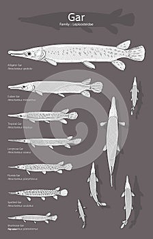 Hand drawn vector set of Gar fish