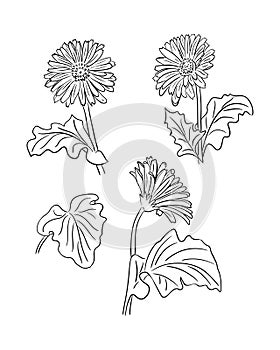 Hand drawn vector set of gerberas