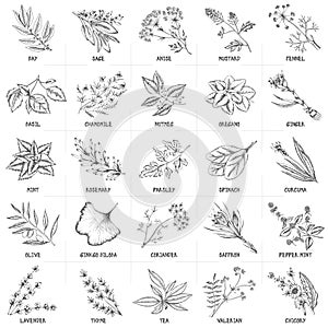 Hand drawn vector set of herbs and spices vintage