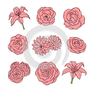 Hand drawn vector set of pink rose, lily, peony and chrysanthemum flowers contour