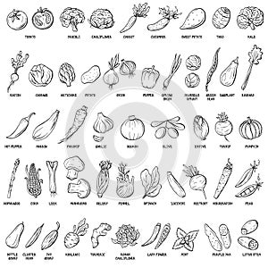 Hand drawn vector set of vegetables and herbs