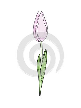 Hand-drawn vector spring pink tulip with foliage isolated on white background for wedding design, floral greeting cards