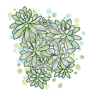 Hand drawn vector of succulent plant isolated on white background