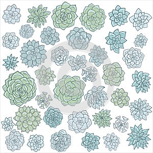 Hand drawn vector succulentes
