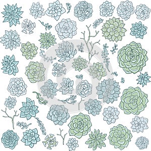 Hand drawn vector succulentes