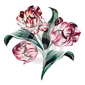 Hand drawn vector tulip in vintage botanical style for design