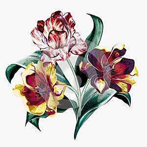 Hand drawn vector tulips in vintage botanical style for design