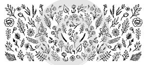 Hand drawn vector vintage elements of flowers, leaves, feathers, sprigs.