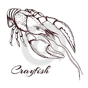 Hand drawn vector vintage illustration of crayfish on white background. engraved crawfish graphic. ink sketch of seafood. Outline