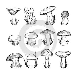 Hand drawn vector vintage illustration - Mushrooms. photo