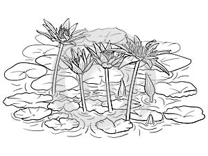 Hand drawn vector of water lily flowers isolated on white background for coloring page. Black and white  stock illustration of