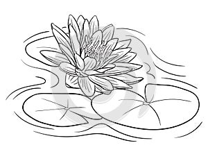 Hand drawn vector of water lily Nymphaea isolated on white background for coloring page