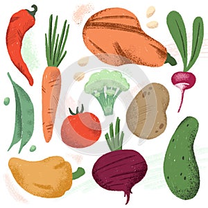 Hand-drawn vegetable illustration on white background. Radish, beet root, cucumber, tomato, squash, pepper