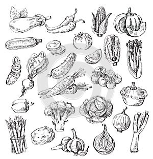 Hand drawn vegetable photo