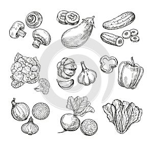 Hand drawn vegetables. Garden cauliflower, pepper and eggplant, champignons. Fresh vegan products. Sketch vegetable