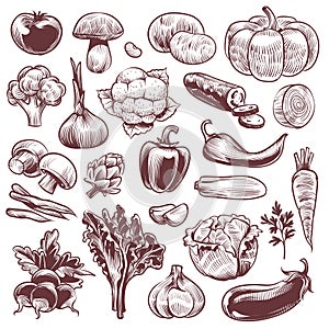 Hand drawn vegetables. Various vintage hand drawn vegetable, organic carrots broccoli eggplant, cabbage and mushroom