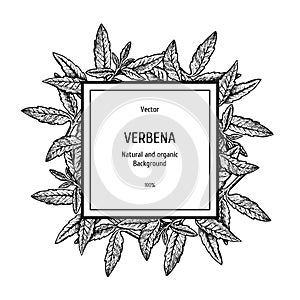 Hand drawn verbena background. Herbal pattern. Vector sketch of plant. Layout design for packaging