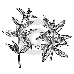 Hand drawn verbena, leaves and twigs. Vintage vector sketch