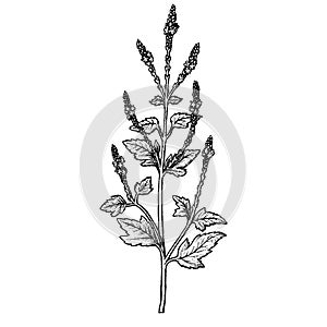 Hand drawn verbena officinalis, leaves, inflorescence and twigs. Vintage vector sketch