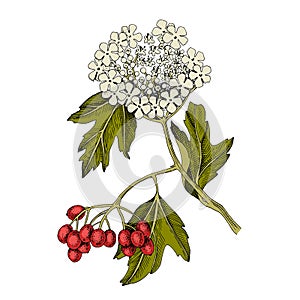 Hand drawn viburnum with berries and blossoms