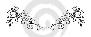 Hand drawn vines leaves curls and swirls vector in fancy design element paragraph or text divider, wedding design photo