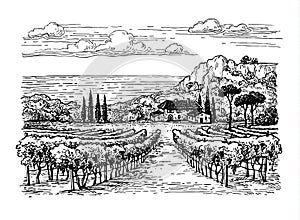 Hand drawn vineyard landscape.