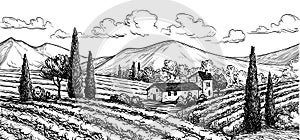 Hand drawn vineyard landscape.