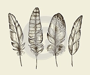 Hand drawn vintage bird feathers. Sketch writing feather. Vector illustration