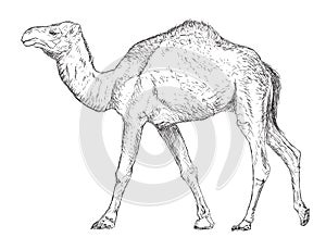 Hand Drawn Vintage Camel - Vector