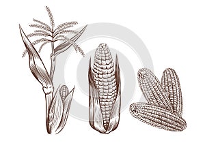 Hand drawn vintage corn. Cereal plants sketch drawing. Agriculture harvest. Maize cobs, stalk with leaves and flower