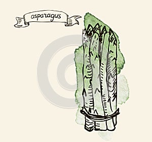 Hand drawn vintage illustration of asparagus