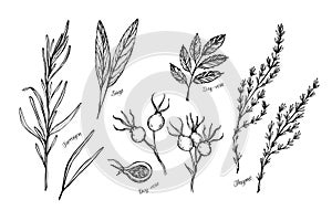 Hand drawn vintage illustration - herbs and spices (sage, tarragon, wild rose and thyme). Vector