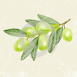 Hand drawn of vintage image olive branch. vector illustration