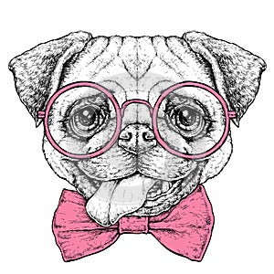 Hand drawn vintage retro hipster style sketch of cute funny Pug Dog in glasses. Vector Illustration