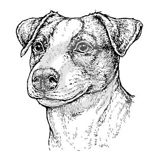 Dipinto a mano antico stile schizzo da Carino ridicolo il cane. vettore illustrazioni 