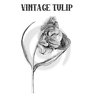 Hand drawn vintage tulip