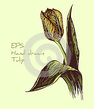 Hand drawn vintage vector tulip illustration. Hand drawn colorfull illustration of Tulip flower. Spring Tulip flower graphic.