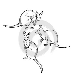 Hand drawn  wallaby. Vector  illustration