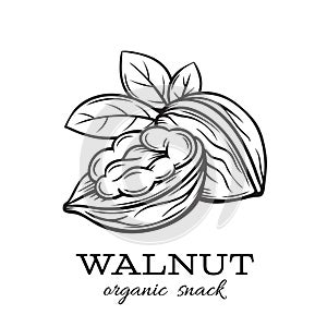Hand drawn walnut photo