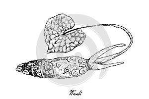 Hand Drawn of Wasabi Root, Also Known as Japanese Horseradish