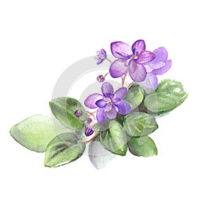 Hand drawn watercolor of African Violet Flowers. Illustration for your design.