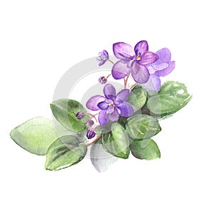 Hand drawn watercolor of African Violet Flowers. Vector Illustration for your design