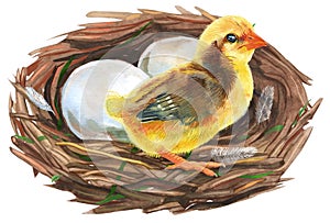 Hand drawn watercolor art bird nest with eggs and chicken, easter design