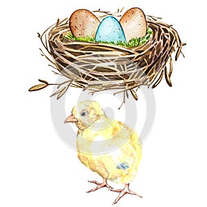 Hand drawn watercolor art bird nest with eggs and rooster, easter design. Isolated illustration on white background.