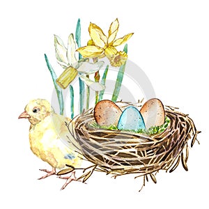 Hand drawn watercolor art bird nest with eggs and spring flowers, rooster, easter design. Isolated illustration on white